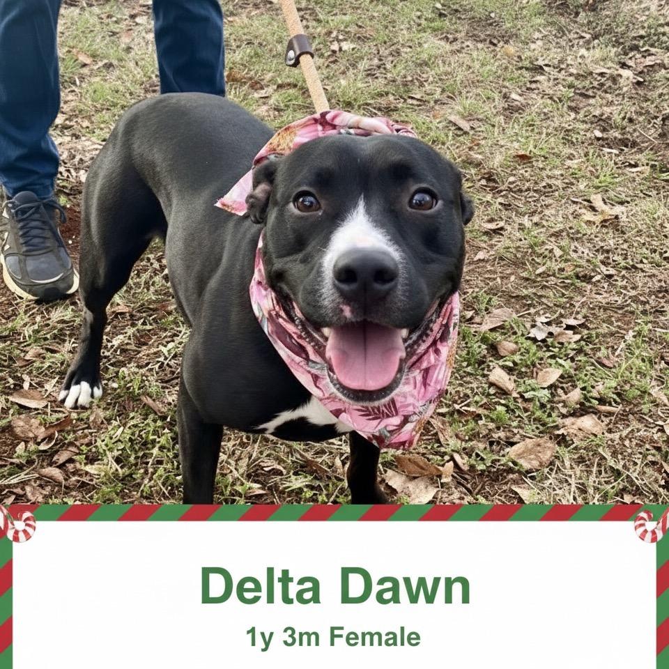 Delta Dawn