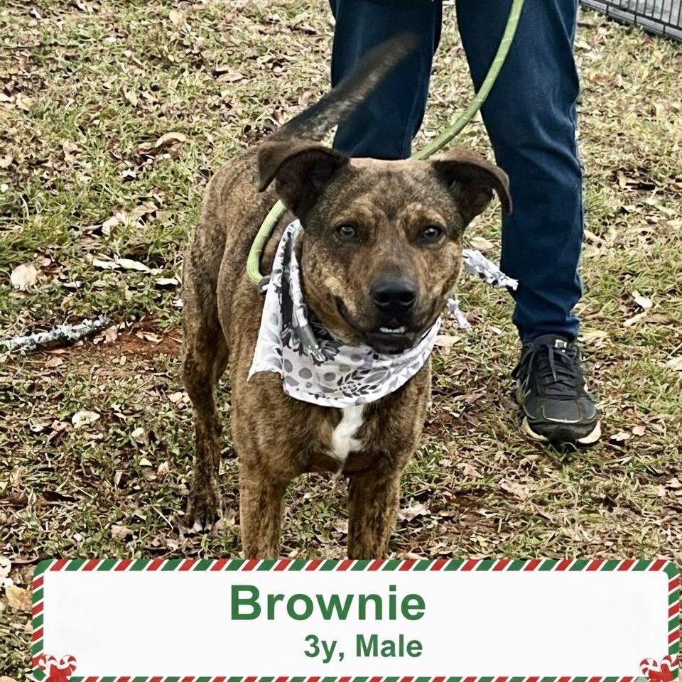 Brownie