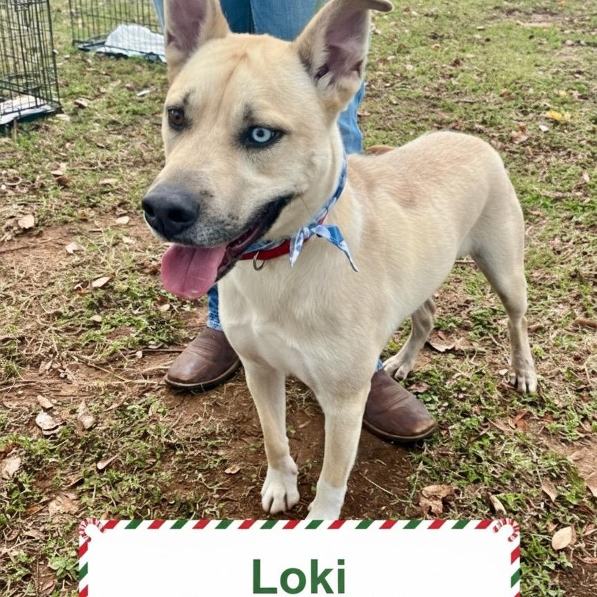 Loki aka Scott
