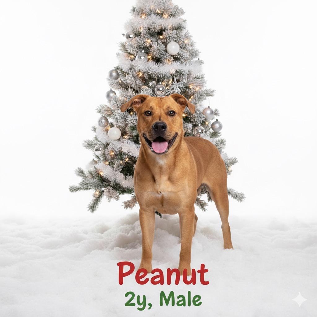 Peanut