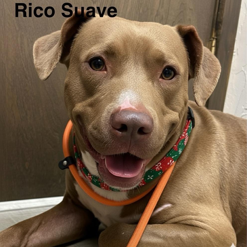 Rico suave