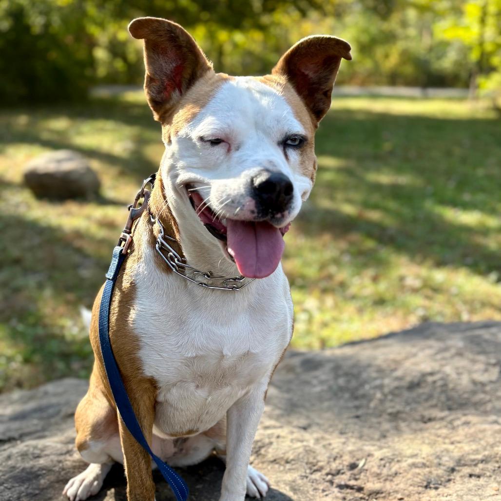 CLOVER - Paws Behind Bars Trained