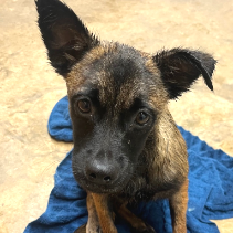 Penelope *Available Soon*