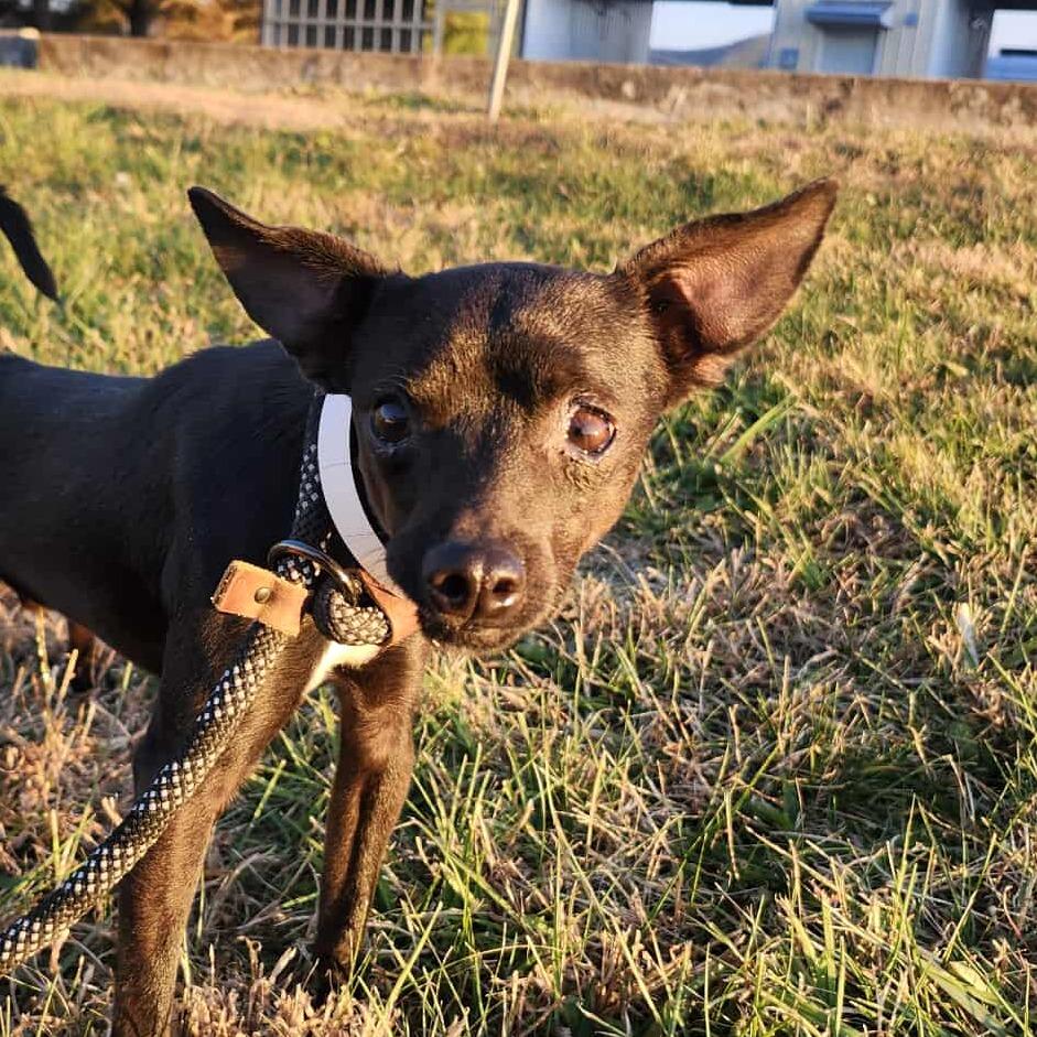 Lance *Available Soon*