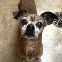 Goldie *Available Soon* 