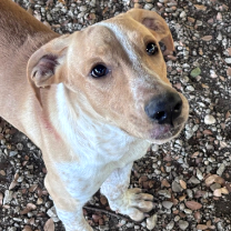 Beazle *Available Soon*