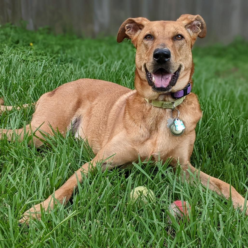 Shiva (Reduced Rover)