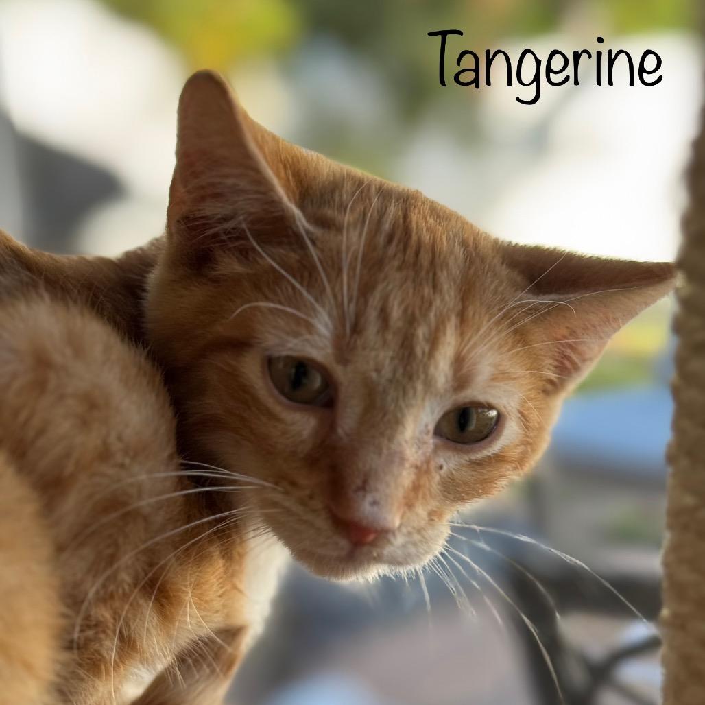Tangerine 