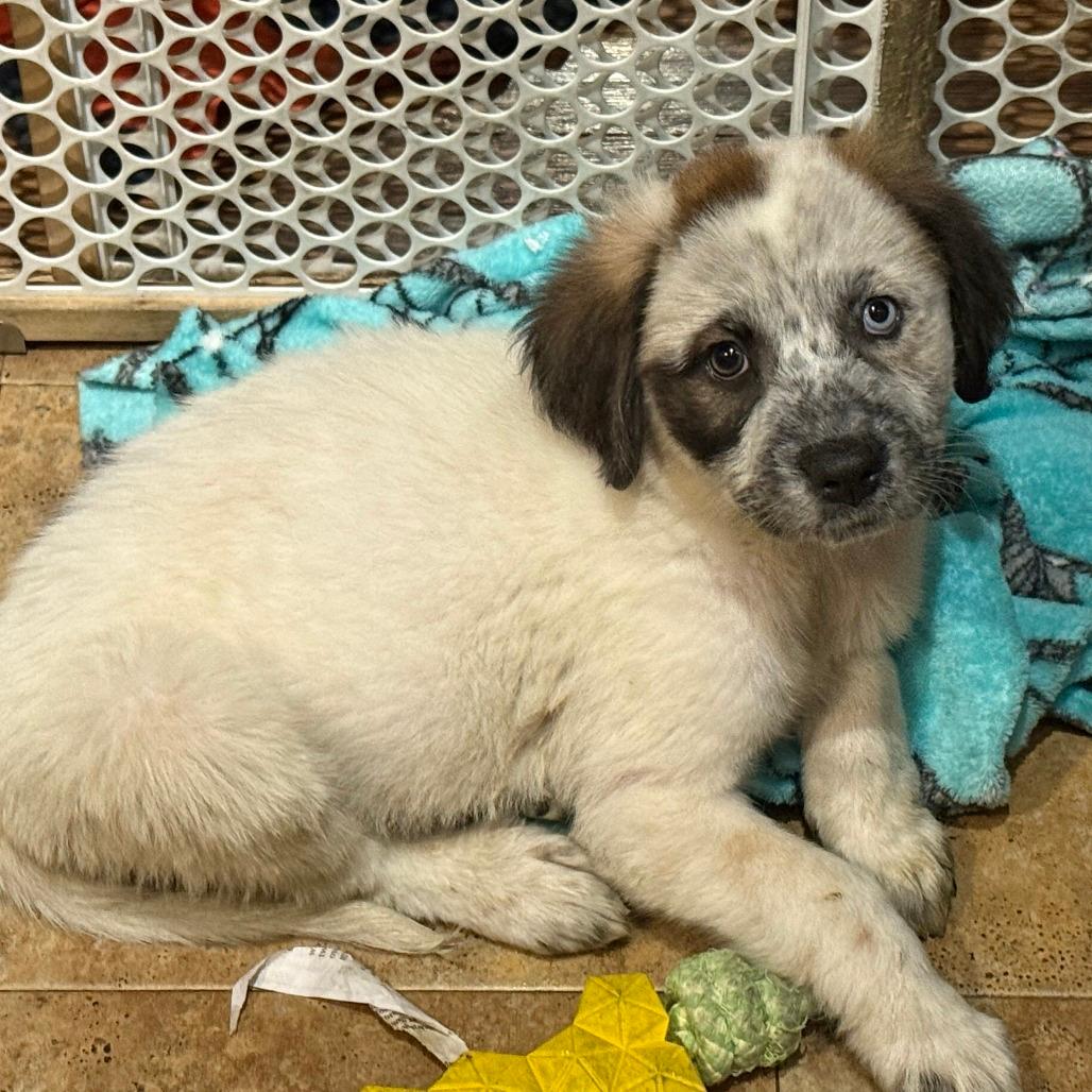 NY Janna Avail Nov 23 (Choice Pet Carmel)