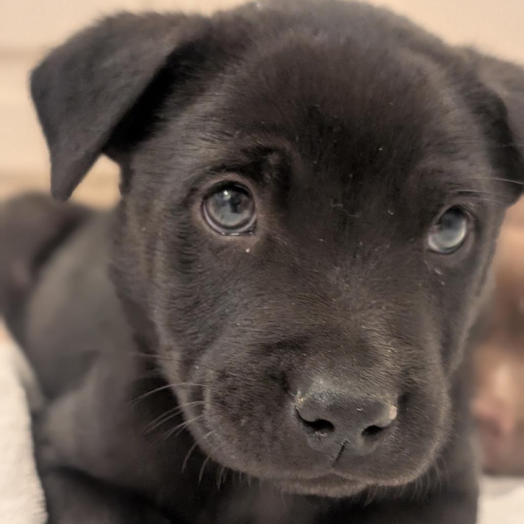 NY Smokey Quartz Avail Nov 23 (Choice Pet Carmel)