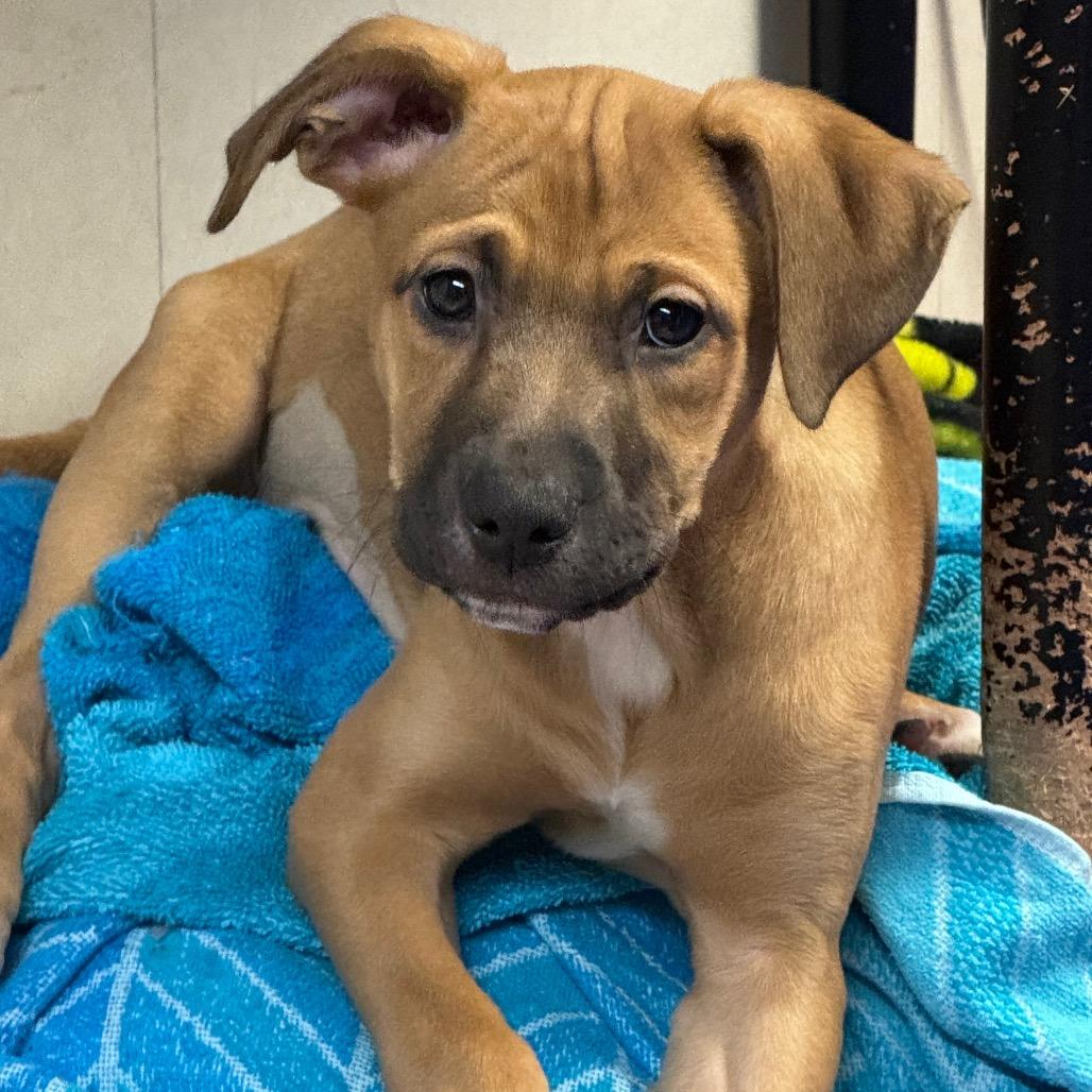 NY Hera (Foster in Carmel)