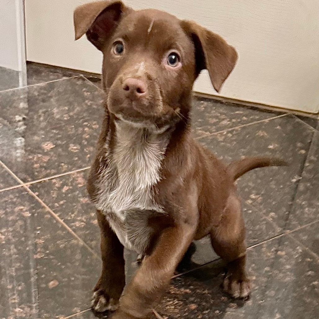 NY Ruby Avail Nov 23 (Choice Pet Carmel)