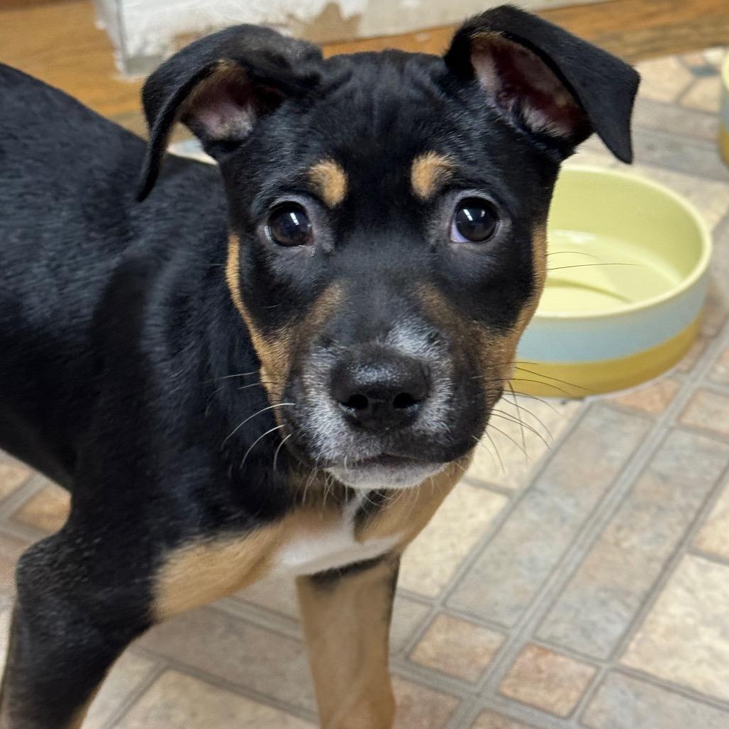 NY Calypso (Foster in Carmel)