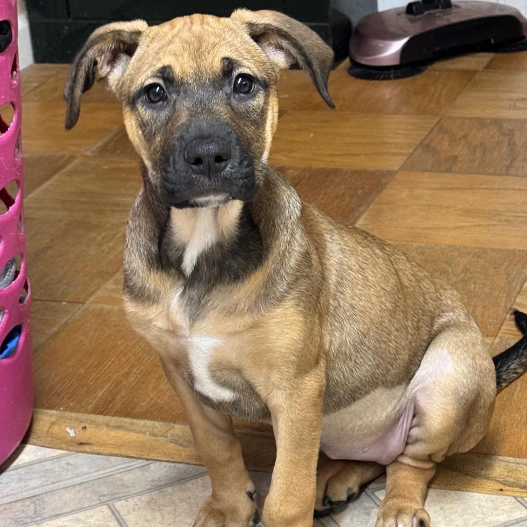 NY Athena (Foster in Carmel)