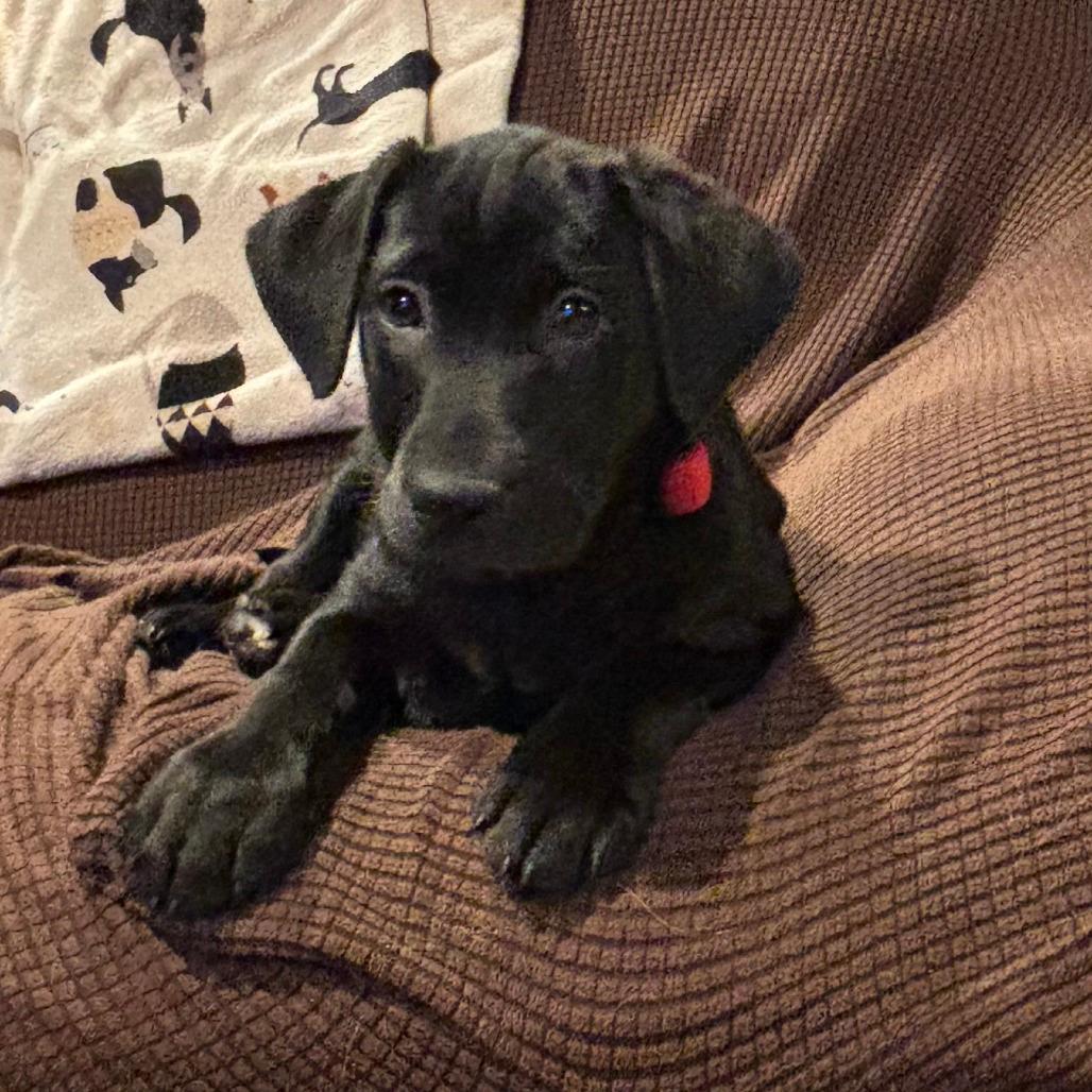 NY Rock Avail Nov 23 (Choice Pet Carmel)