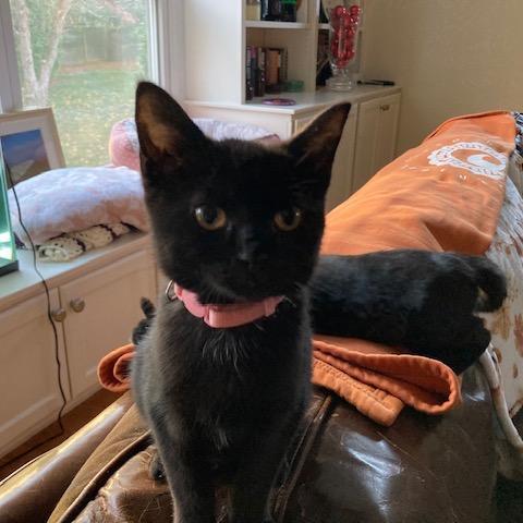 Simon -  Baker British Baby 1