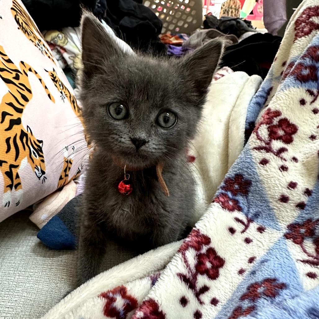 Pandy Paws (Gabby Cats)