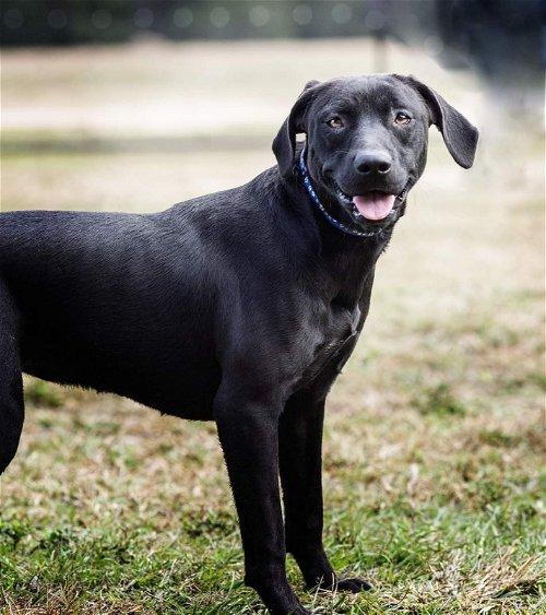 Adoptable Dogs & Puppies in Valdosta, GA