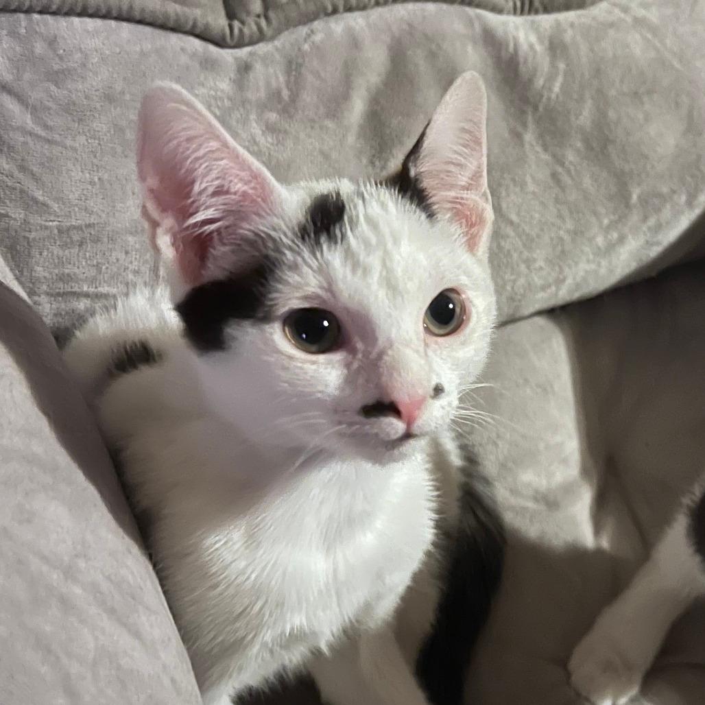 Phantom-$199-In foster