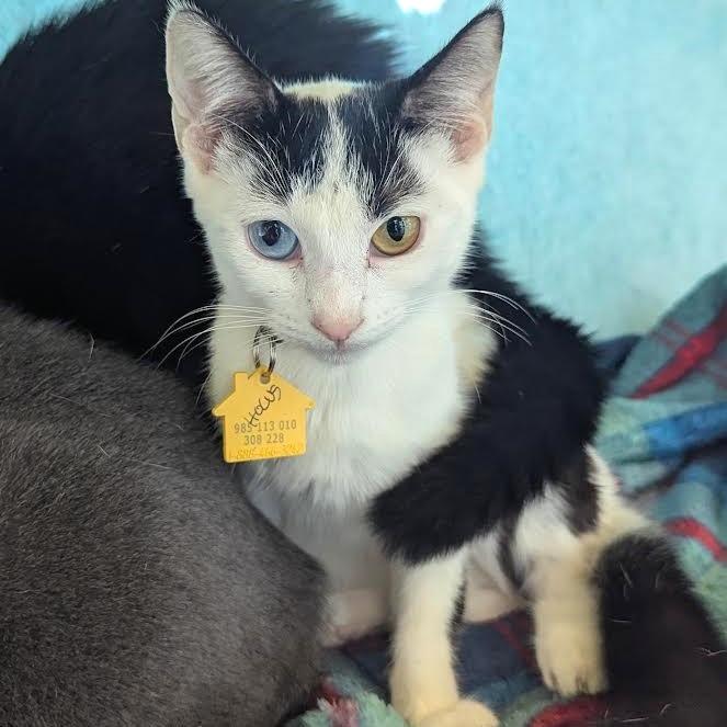 Hocus with Goblin!! 2 for 1-in foster