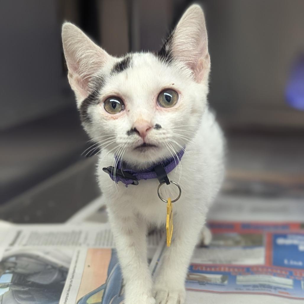 Phantom-50%OFF! - In Foster