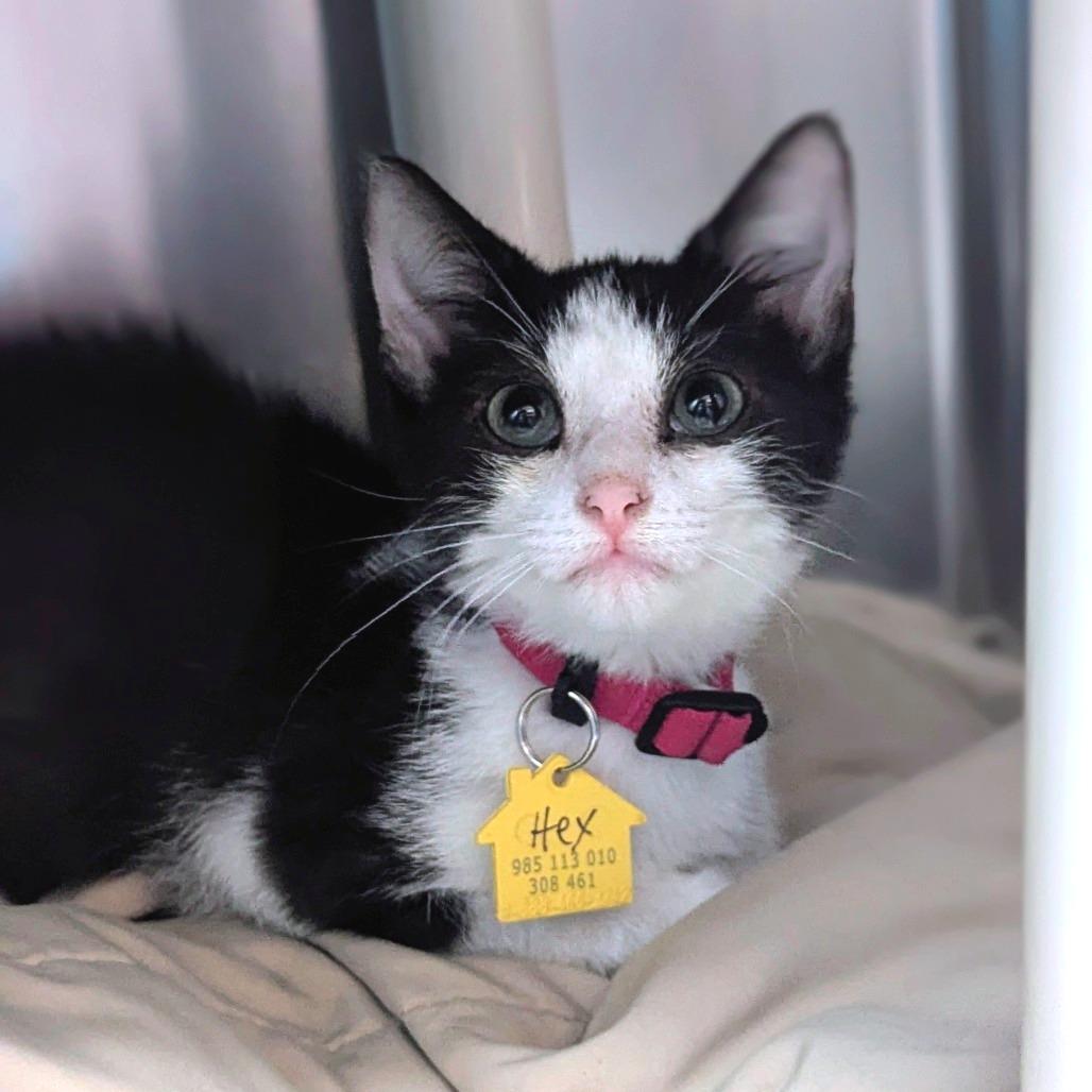 Hex-50%OFF! - In Foster