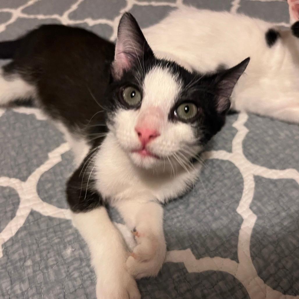 Hex-50%OFF!-In Foster