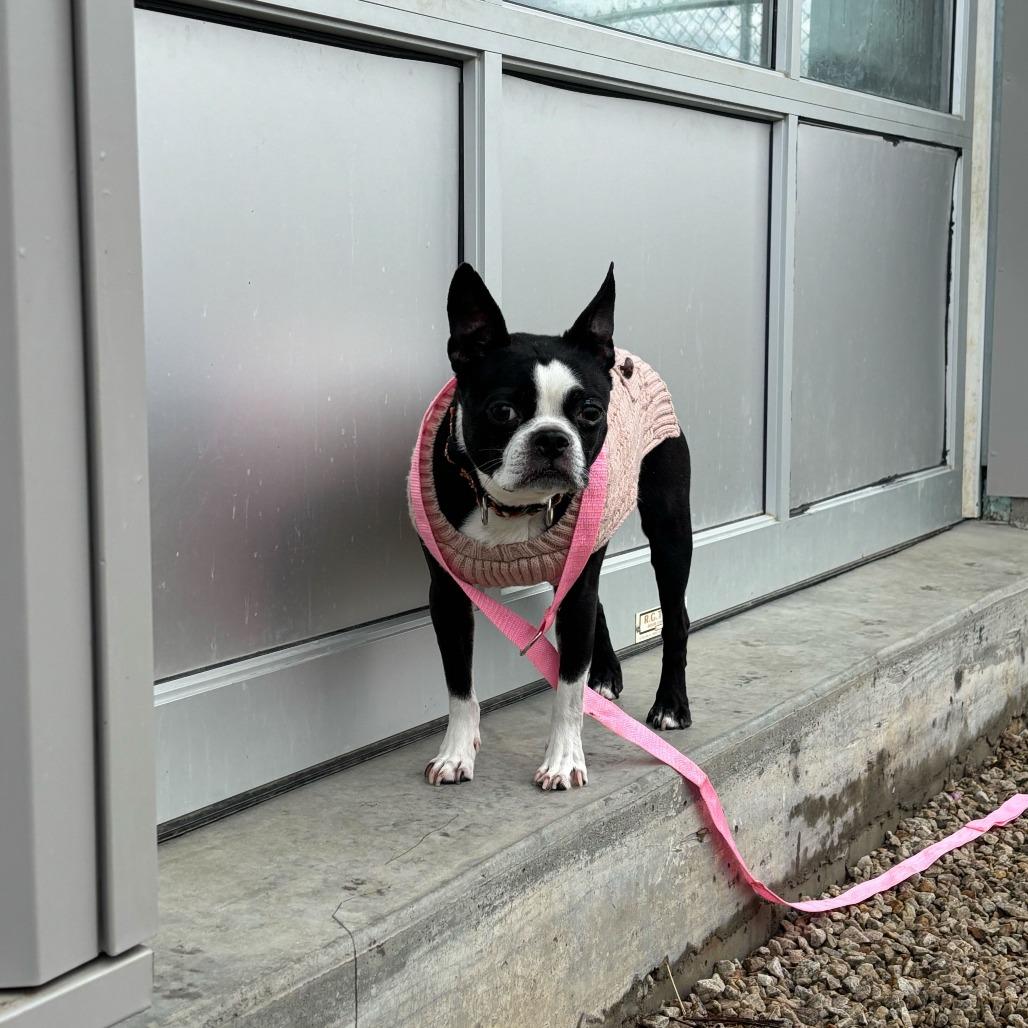 Bernie *Available Soon*