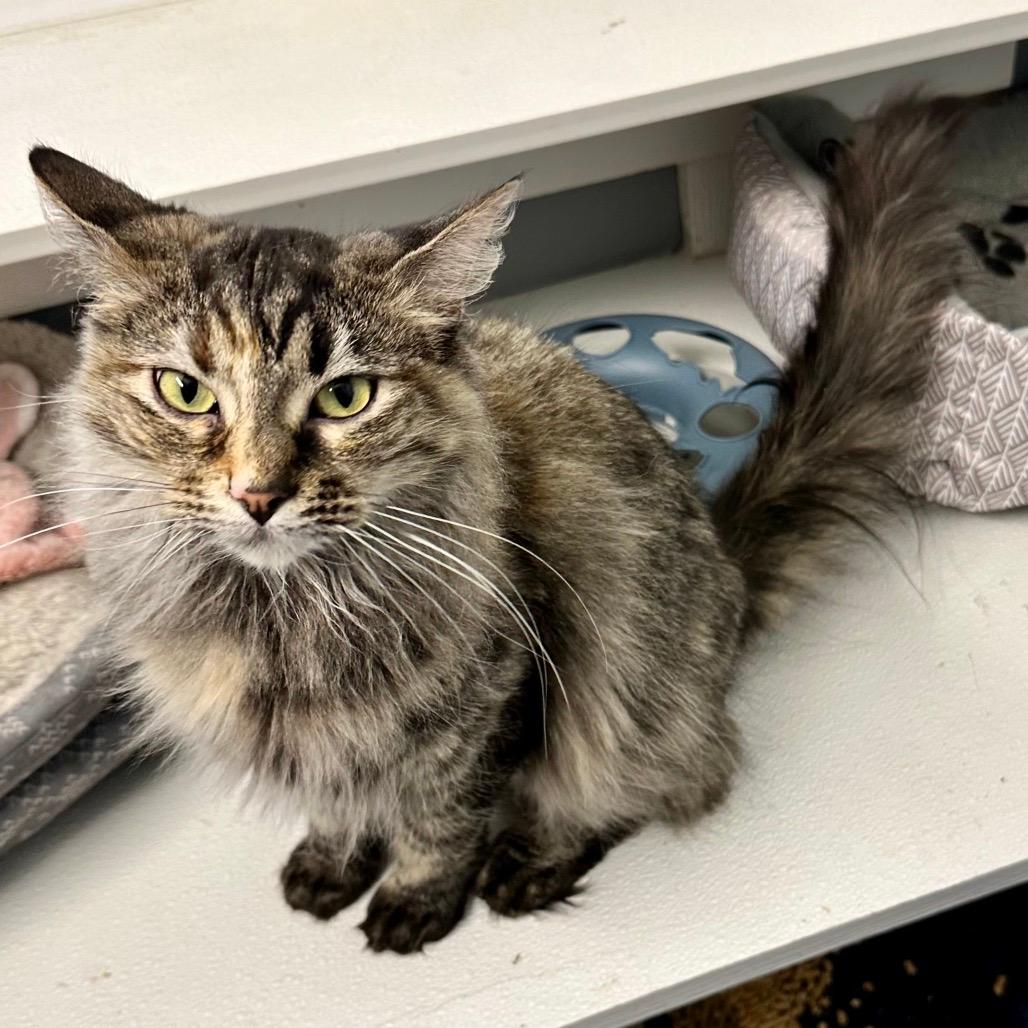 Honey Bee- Eureka Petsense