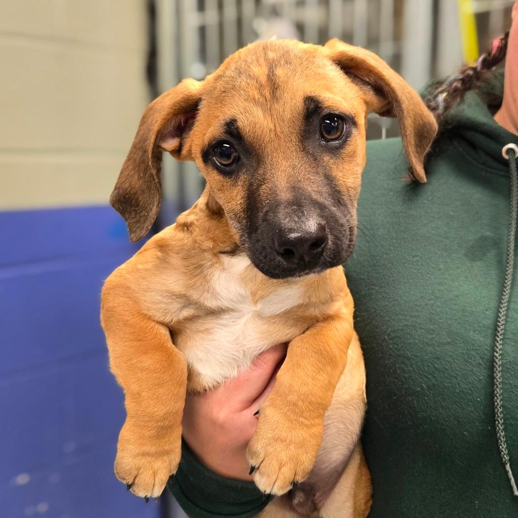 CT Freddy avail Nov 29