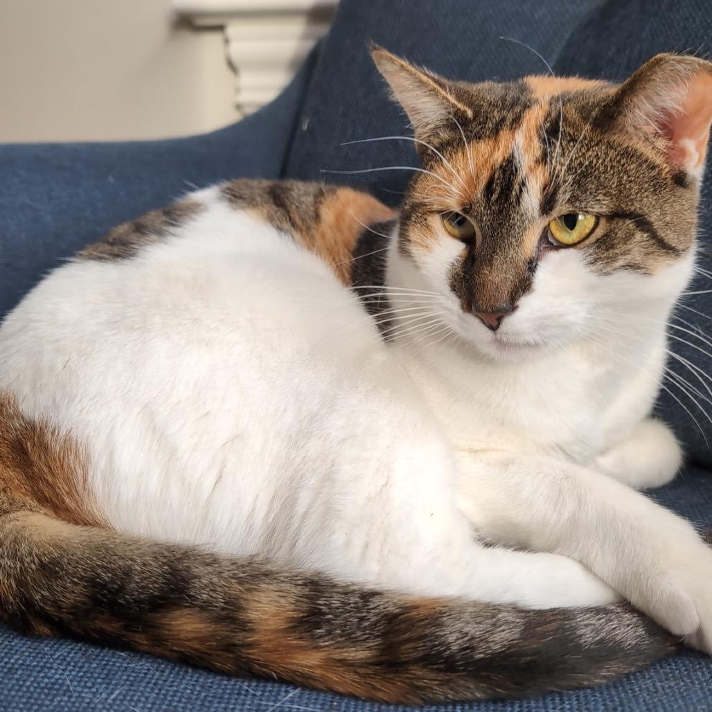 Callie (Pulaski Mama) CHIP