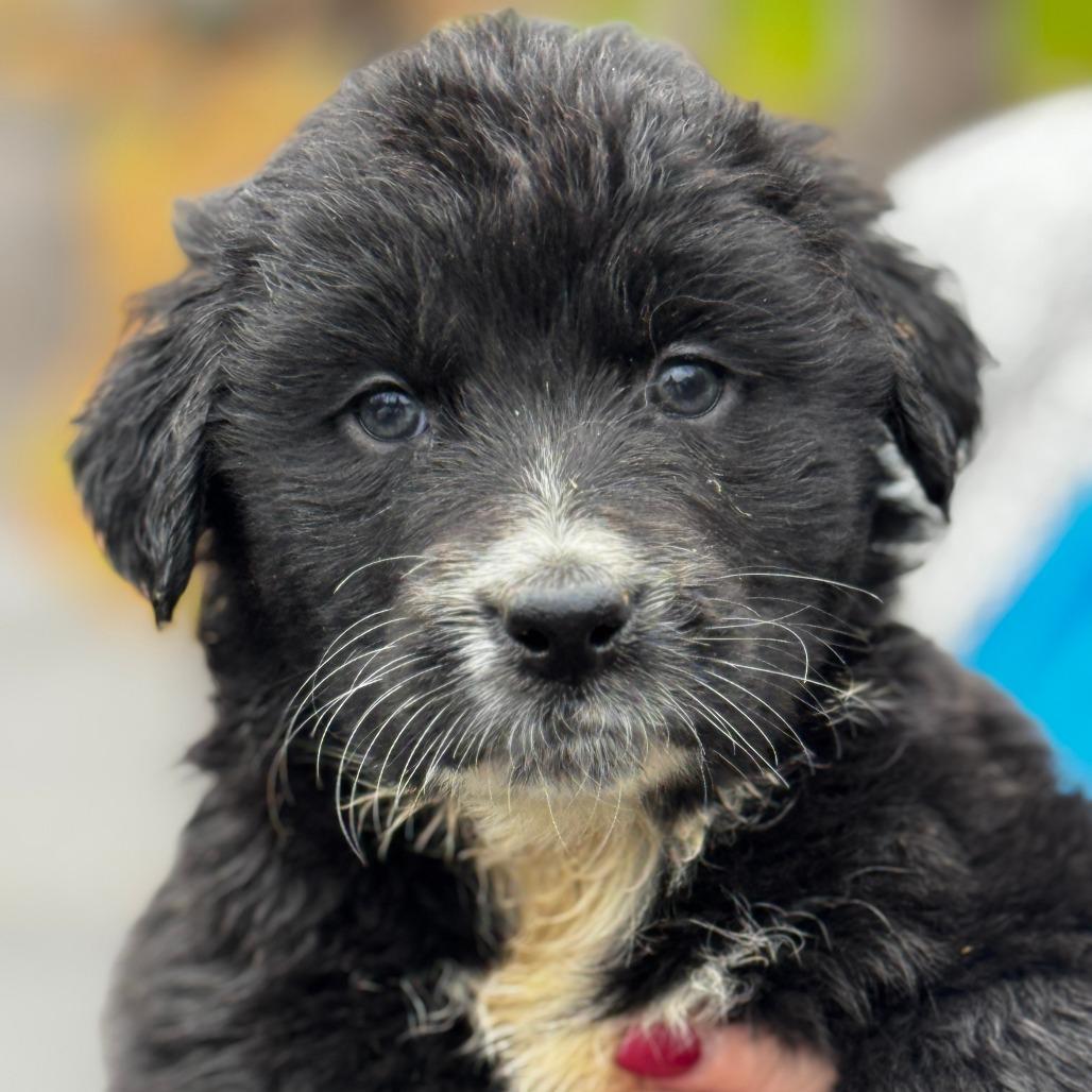 NY Barb Avail Nov 30 (Choice Pet Carmel)