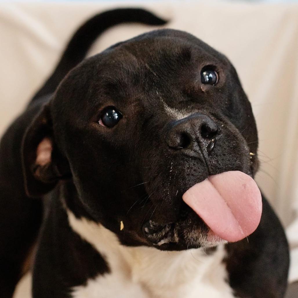 Quinton- Reduced Adoption Fee