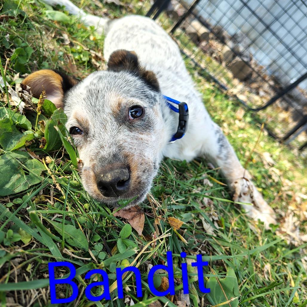 Bandit