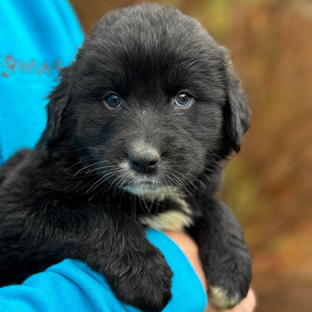 NY Lily Avail Nov 30 (Choice Pet Carmel) 