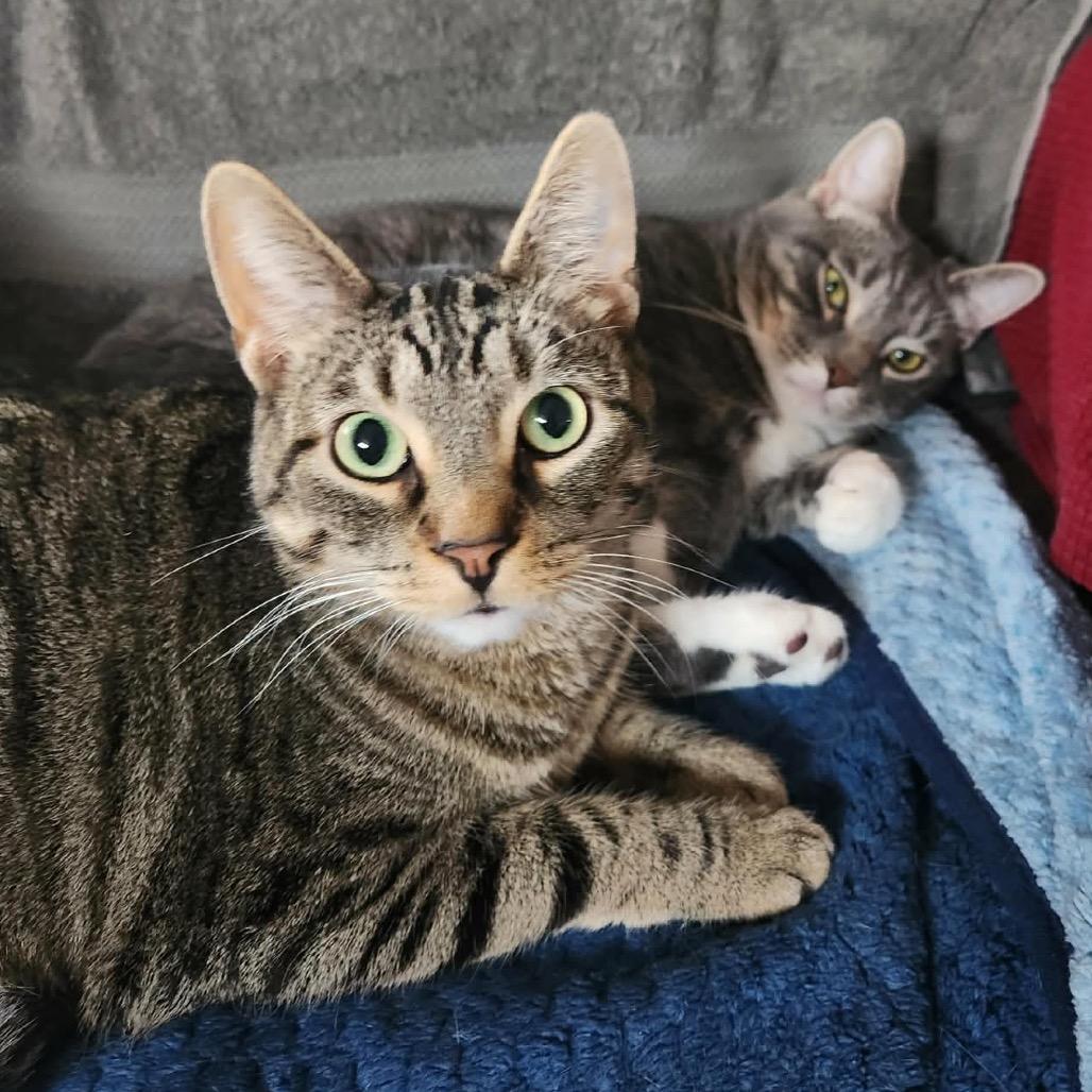 Pee Wee (bonded with Peanut)