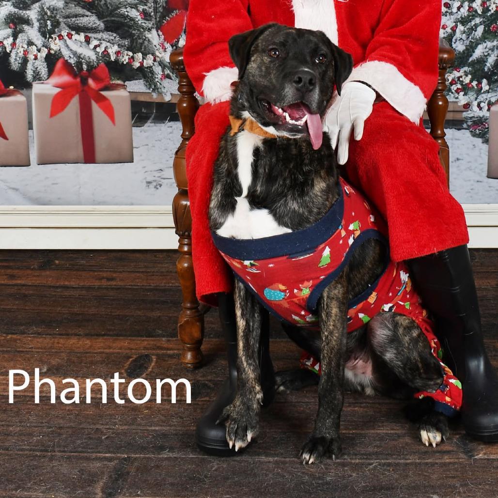 Phantom 