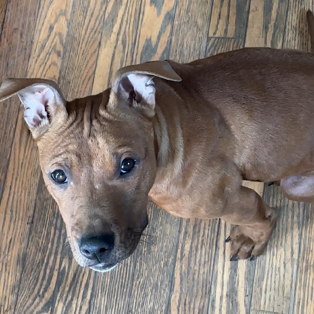 Ritz aka Scrappy Doo