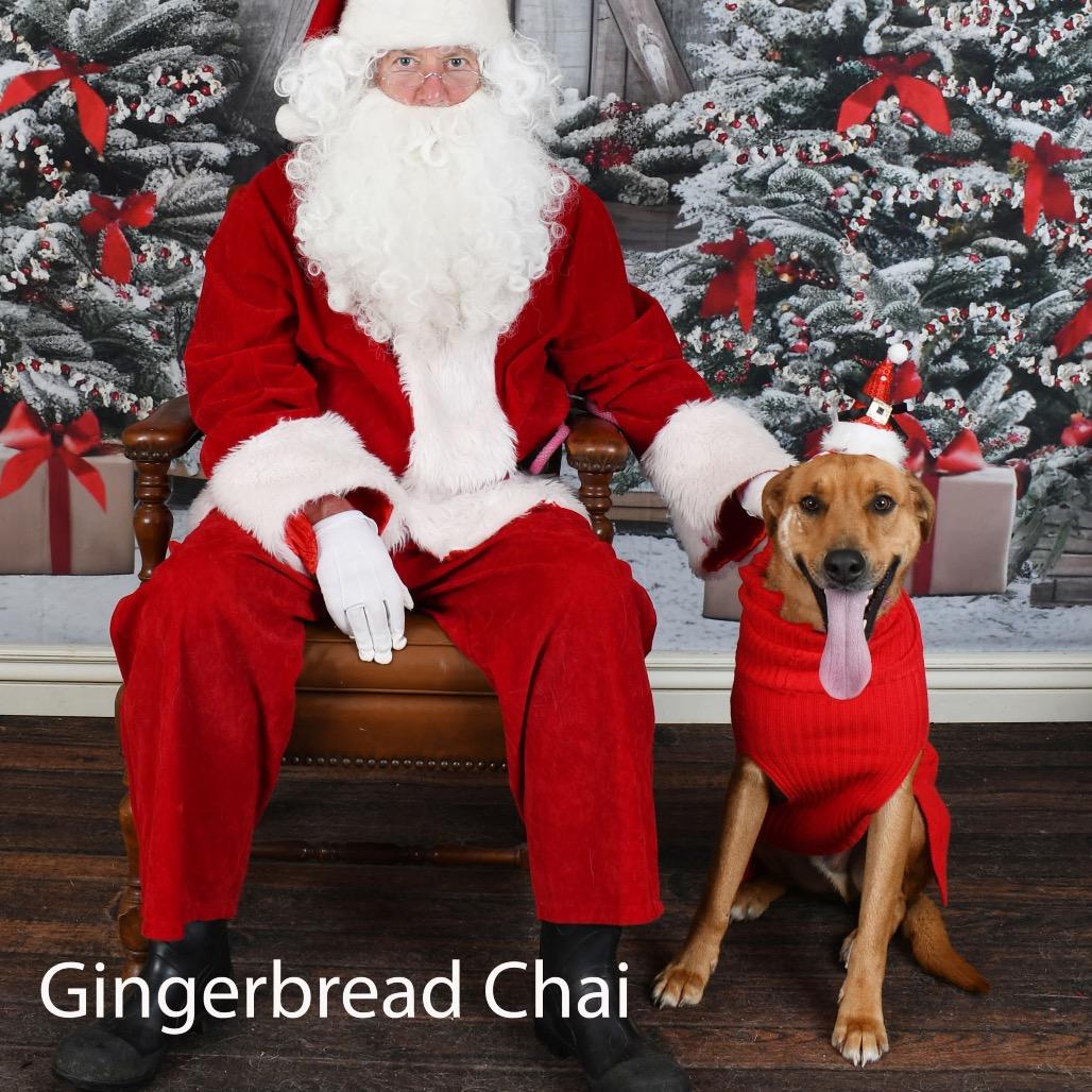Gingerbread Chai