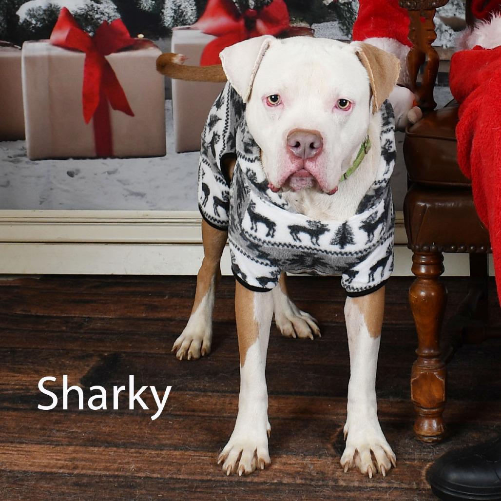 Sharky
