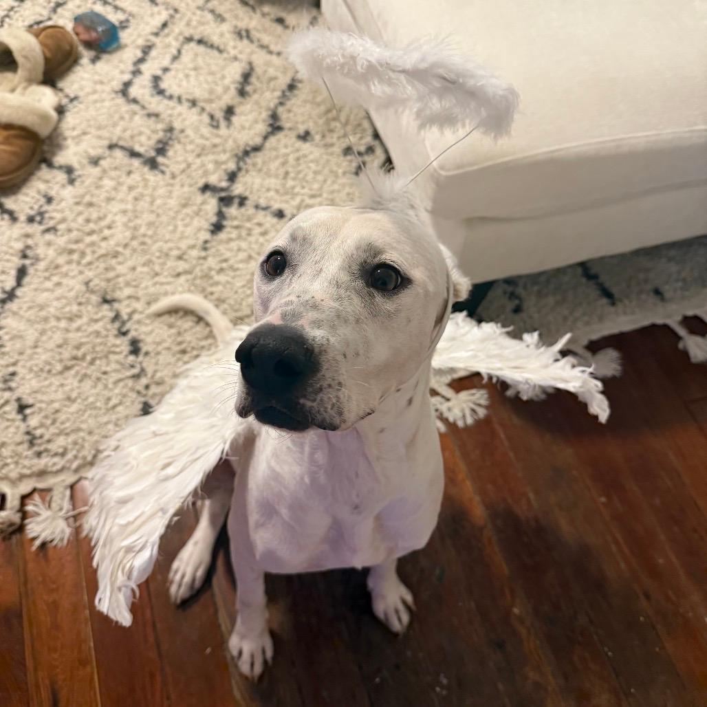Lamb Chop