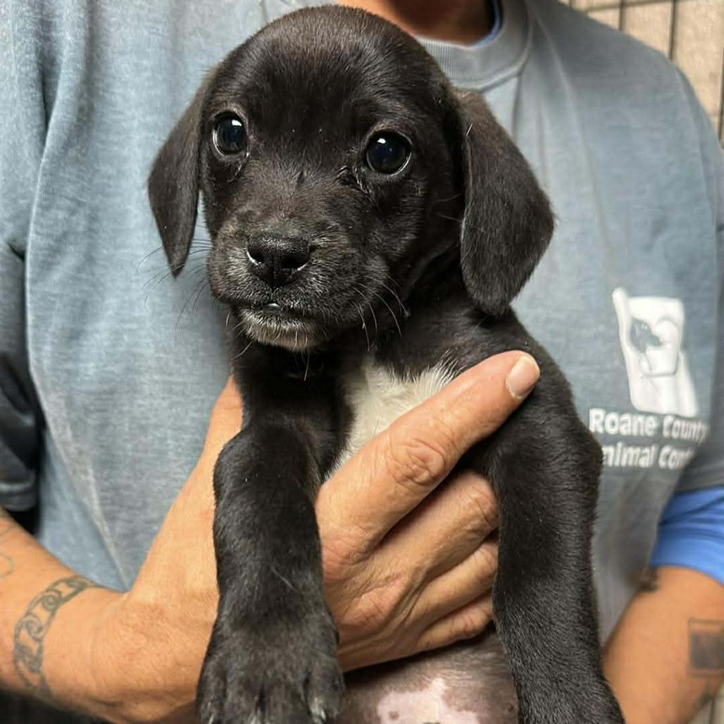 Pie Puppies: Blackberry