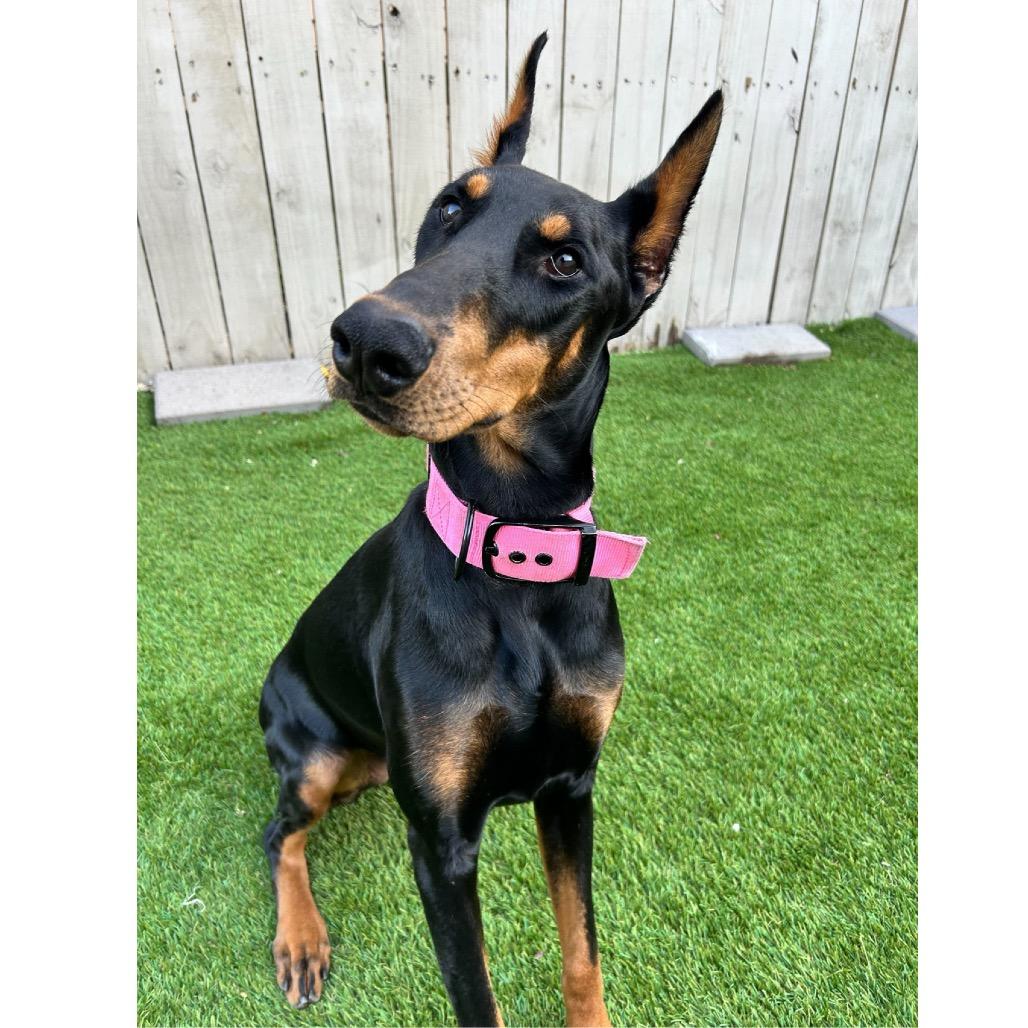 Armani (Benefactor Puppy)