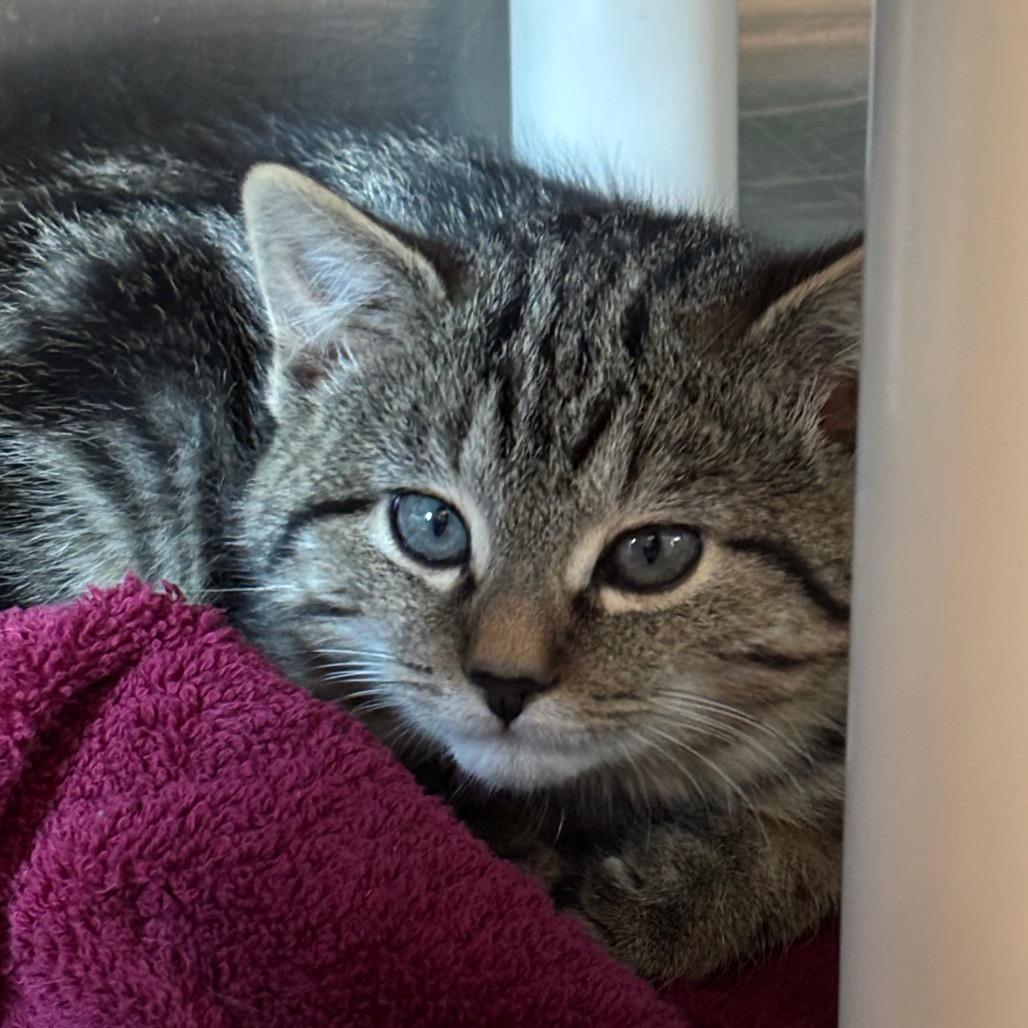 Teddie-Spirit Kitten