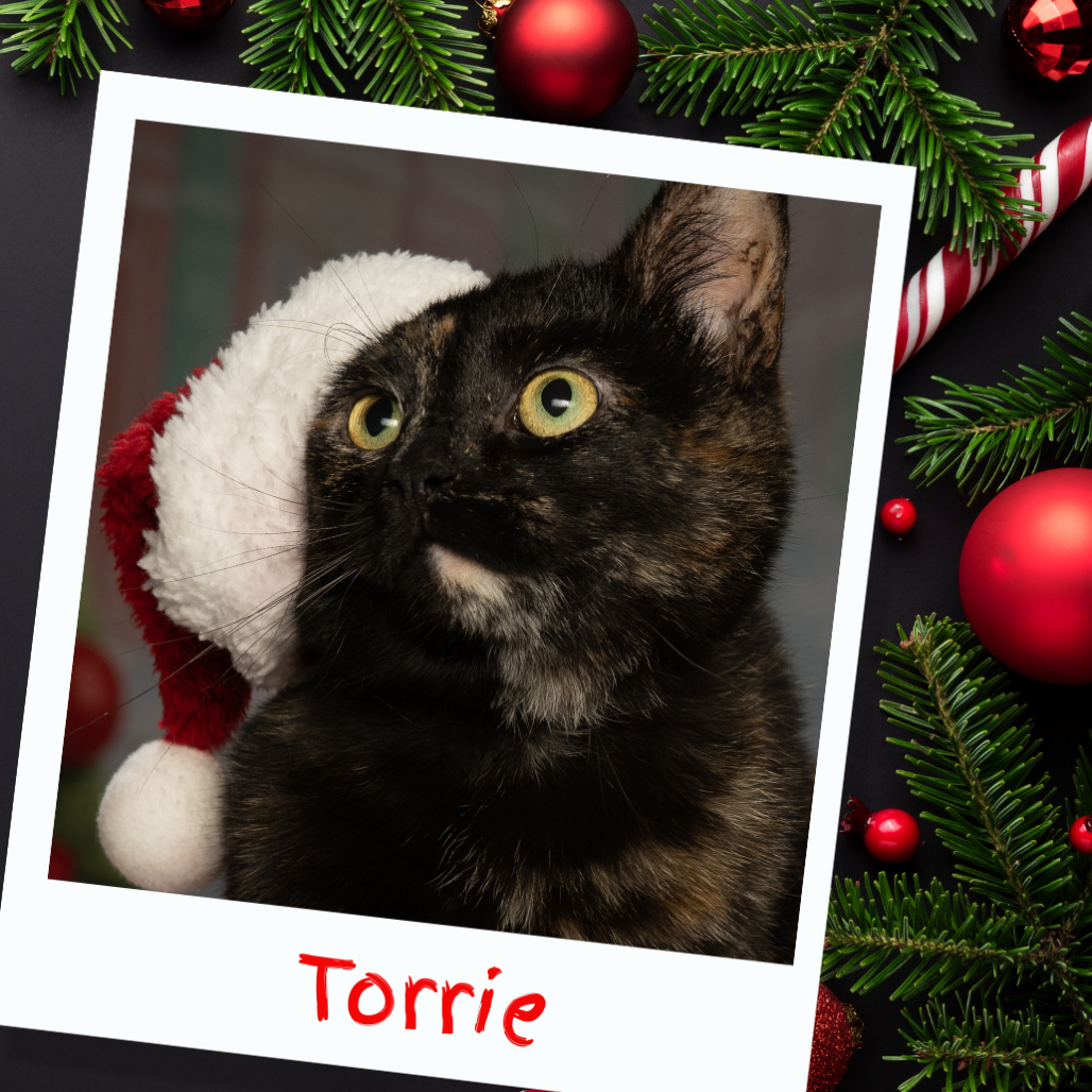 Torrie