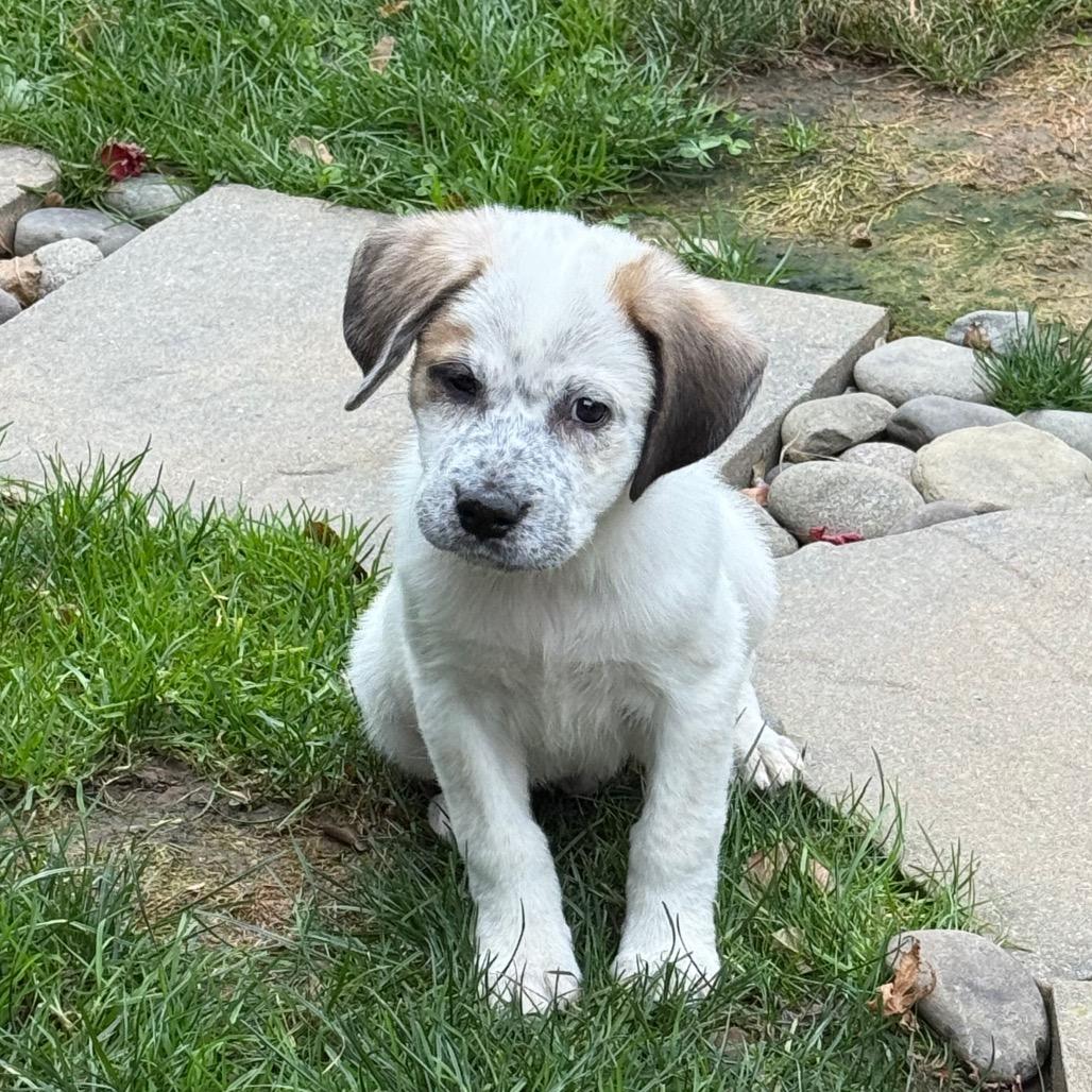 NY Mina (Foster in Yorktown Heights)