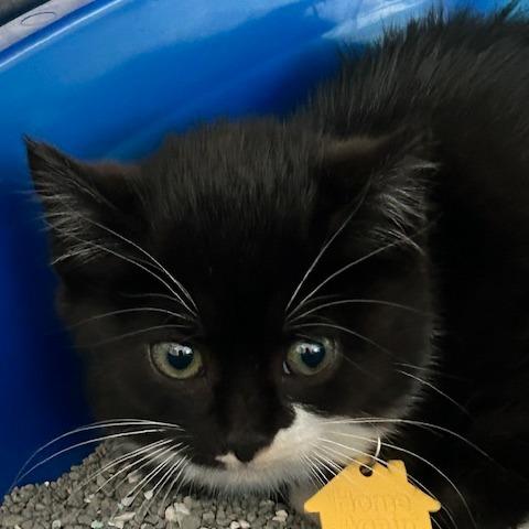 Outlaw-Spirit Kitten