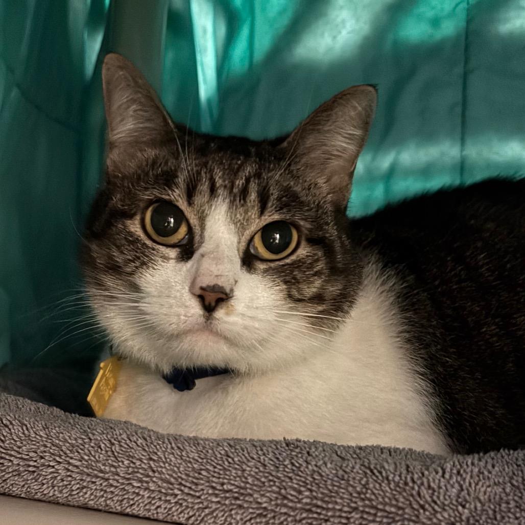 Callie-50% OFF! See my Video!