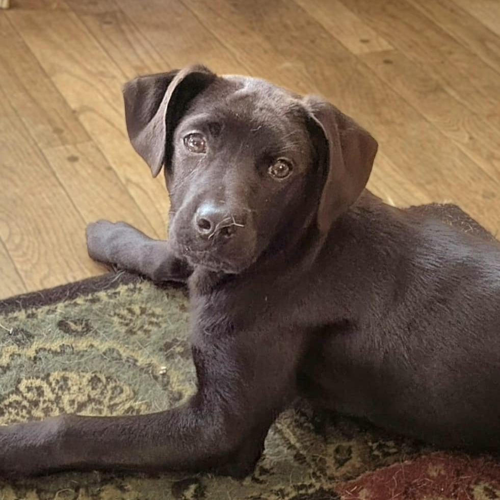 CT Feta avail Nov 29