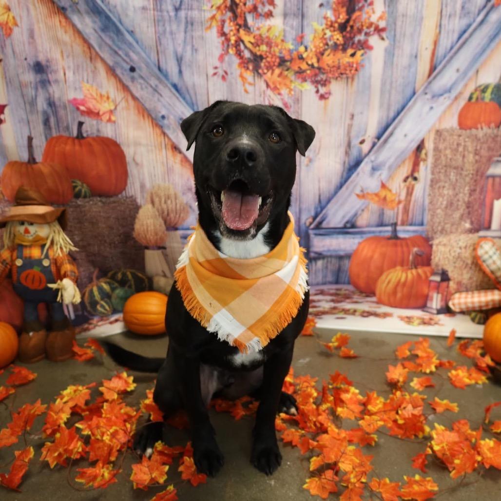 MAC - Paws Behind Bars Trained